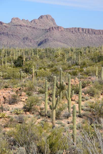 Field of cactus Saguaro National Park Tucson AZ