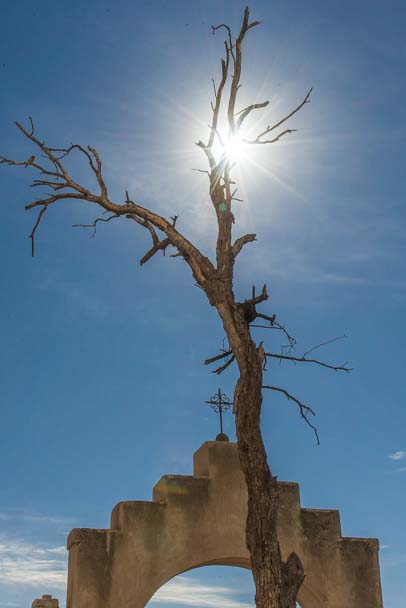 Starburst tree San Xavier Mission