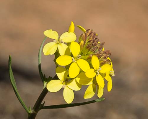 Spring flower Navajo National Monument Arizona