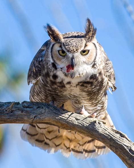 Great horned owl Arizona Sonoran Desert Museum