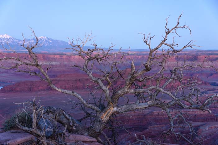 Tree at Dead Horse Point State Park overlook Utah