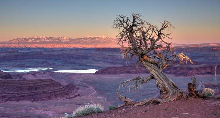 Tree at Dead Horse Point State Park Utah