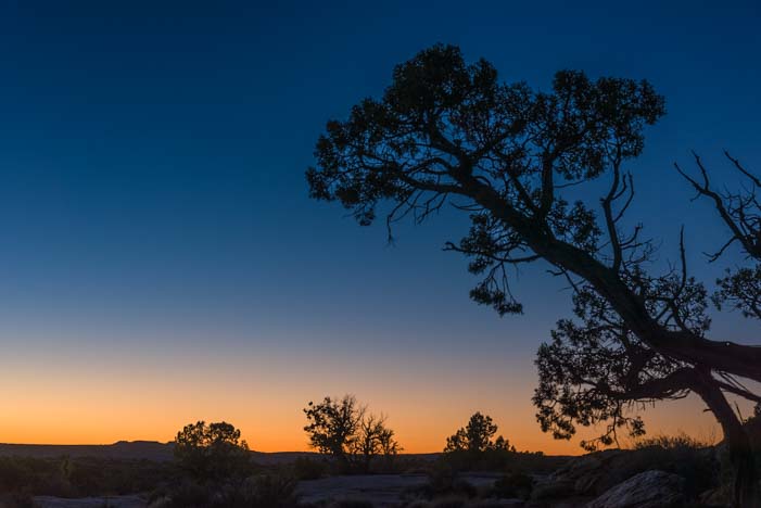 Twilight tree at Dead Horse Point State Park Utah