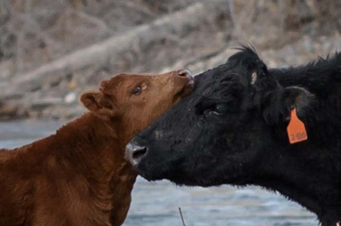 Camping sighting of calf licking mom Salmon River Idaho