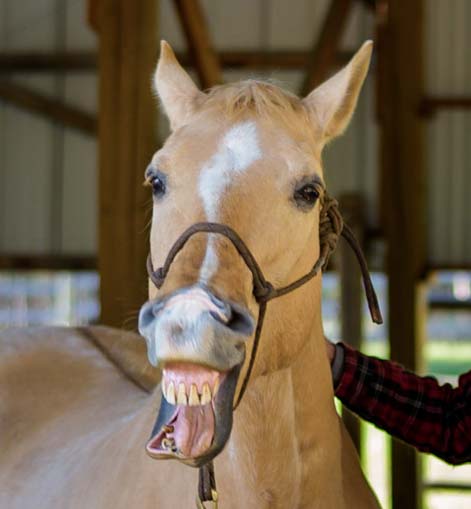 Horse making a face