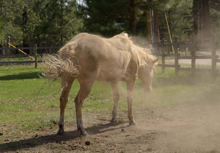 Horse shaking dust off his body