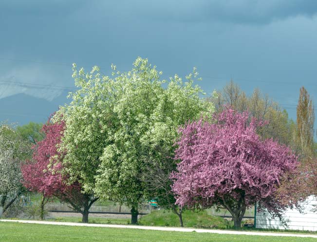 Spring flowering trees in blossom Bitterroot Valley Montana