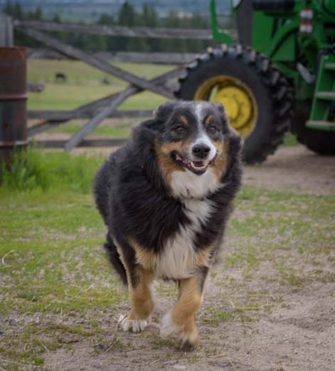 Cattle dog on Montana Ranch_