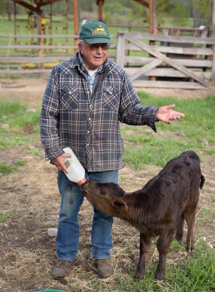 Bottle feeding a calf on a ranch in Montana