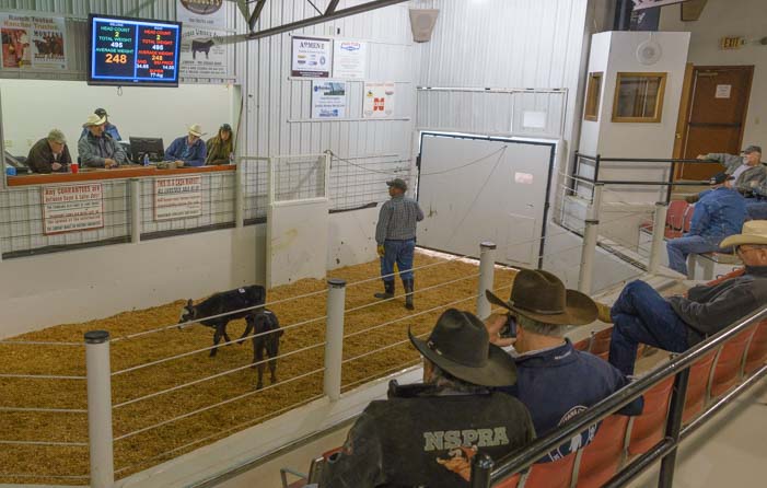 Calves at a livestock auction in Missoula Montana