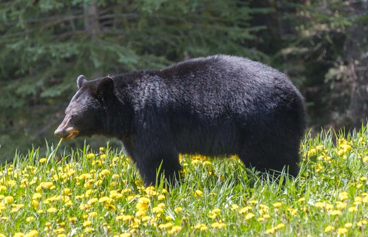 Black Bear Kootenay National Park BC Canada