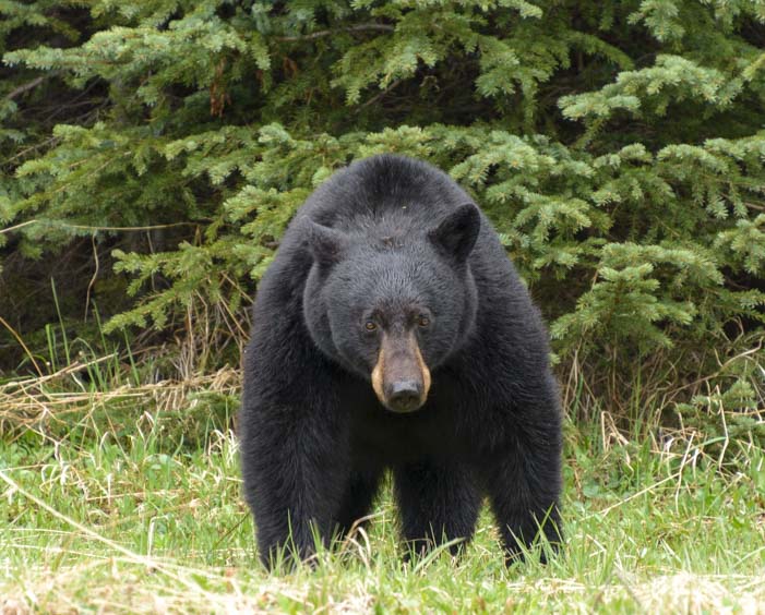 Black bear Banff National Park Icefields Parkway Canada