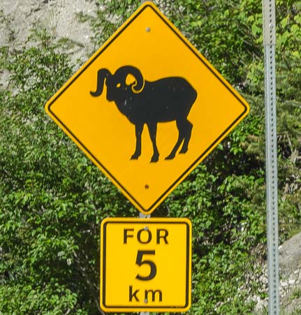Rocky Mountain Big horn sheep sign British Columbia Canada