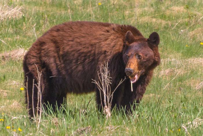 Brown bear Kootenay National Park BC Canada