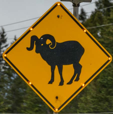 Flashing street sign Rocky Mountain Big Horn Sheep