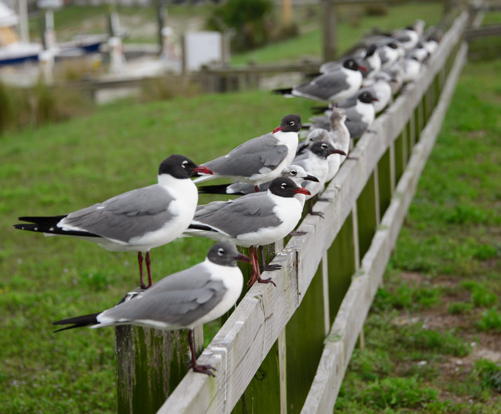 Seagulls Florida Northern Gulf Coast