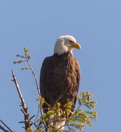 Bald eagle near Libby Dam Montana