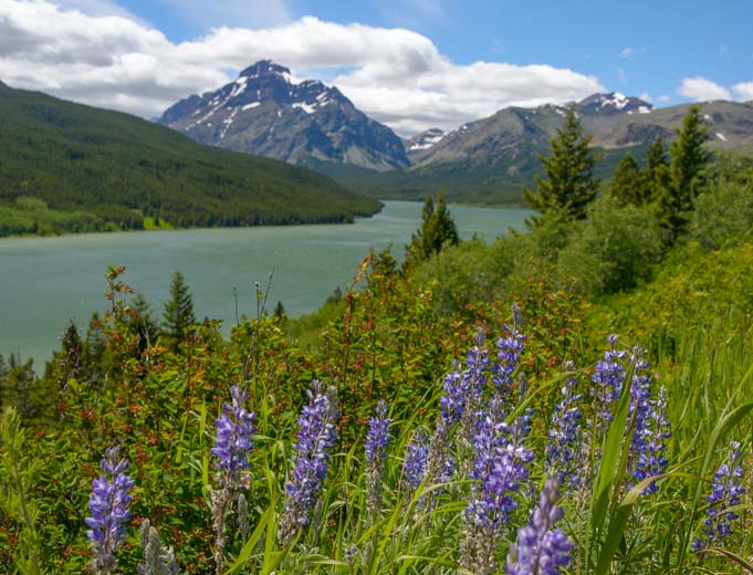 Wildflowers Saint Mary Lake Glacier National Park Montana