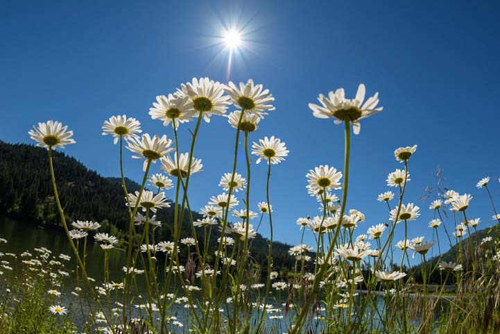 Daisies in the sun Montana