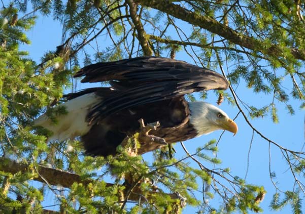Bald Eagle Ready to fly Libby Montana