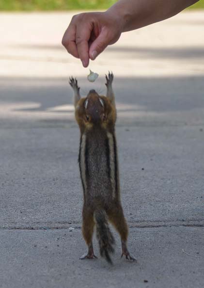 Chipmunk reaching for food