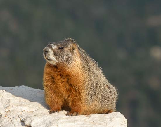 Marmot Cedar Breaks National Monument Utah
