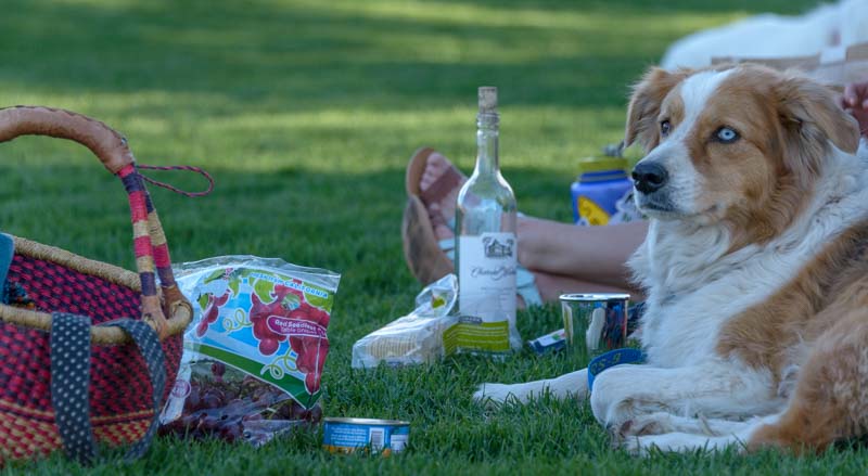 Dog and picnic basket for Sun Valley Summer Symphony Concert
