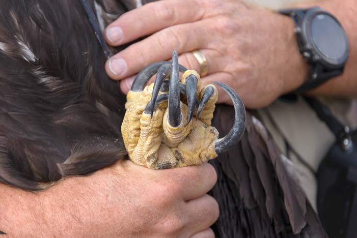 Talons of a golden eagle ready to be released into the wild in Utah