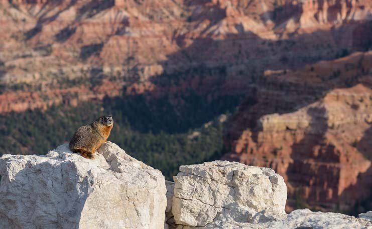 Marmot at Cedar Breaks National Monument Utah