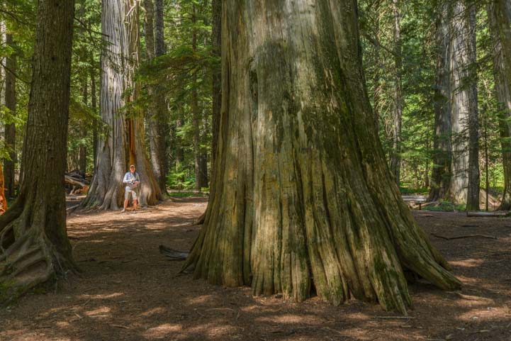 Gigantic Cedar trees at Ross Creek Montana
