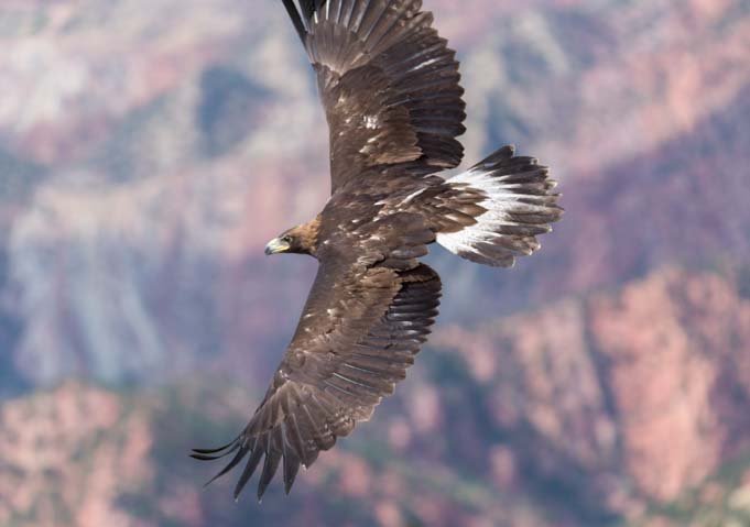 Rehabilitated Golden Eagle release to freedom Southwest Wildlife Foundation Cedar City Utah