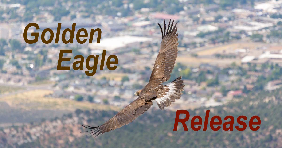 Golden Eagle release Southwest Wildlife Foundation Cedar City Utah