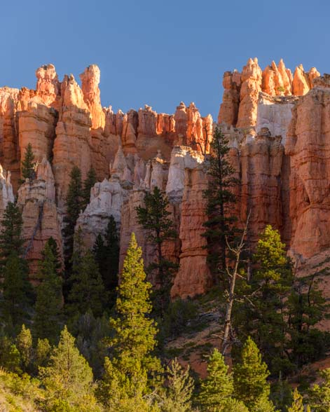 Colorful trees and red rocks Mossy Cave Trail Bryce Canyon National Park Utah