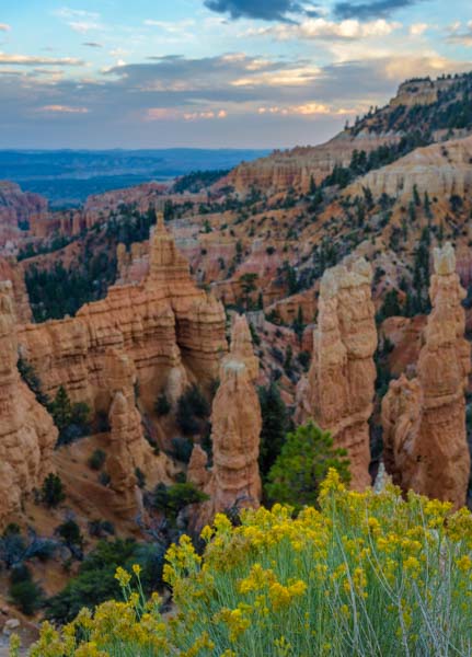 Flowers at Fairyland Point Bryce Canyon National Park Utah