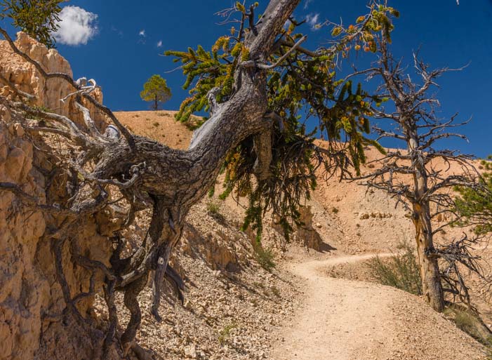 Bristlecone Pine on Fairyland Trail Bryce Canyon National Park Utah