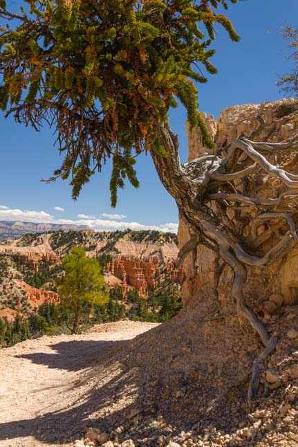 Bristlecone Pine Fairyland Trail Bryce Canyon National Park Utah