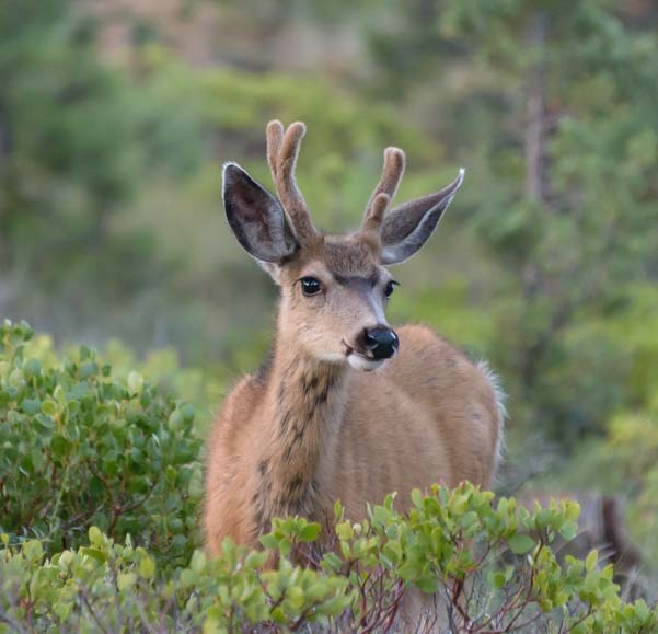 Young buck deer Bryce Canyon National Park Utah