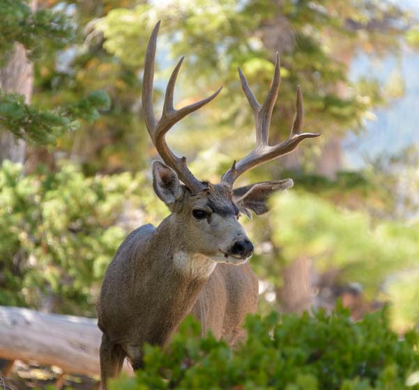 Buck deer Bryce Canyon National Park Utah