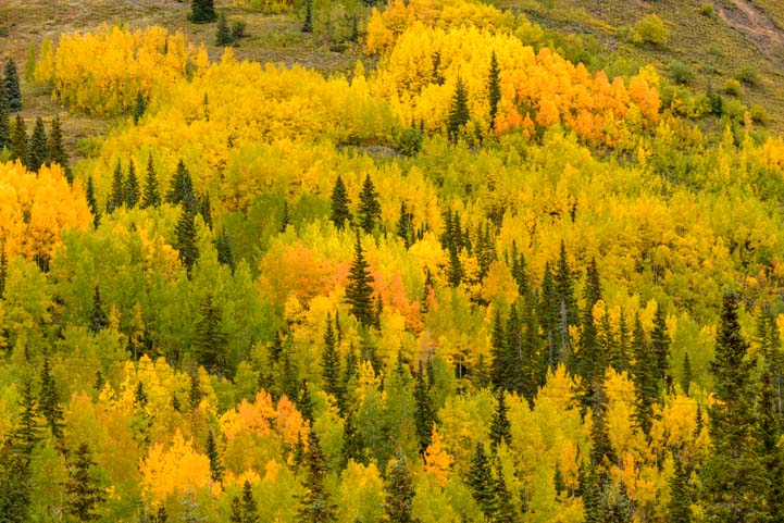 Colorful hillside San Juan Skyway Colorado Rocky Mountains Autumn Leaves