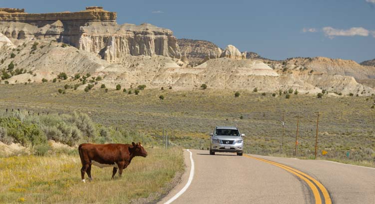 Cow on Scenic Byway 12 Utah