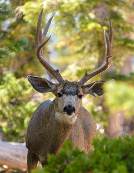 Buck deer at Rainbow Point Bryce Canyon National Park Utah