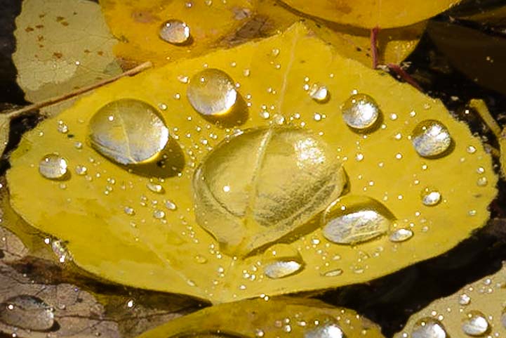 Water droplets on golden aspen leaf