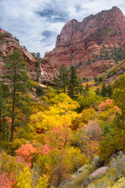 Fall Foliage Taylor Creek Trail Kolob Canyons Zion National Park Utah