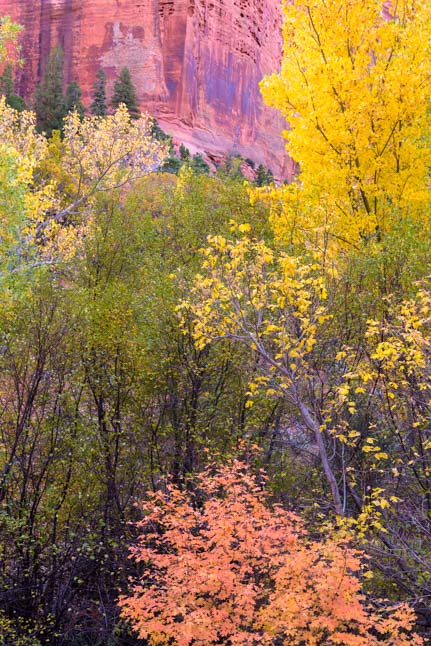 Red rocks autumn leaves Zion National Park Kolob Canyons