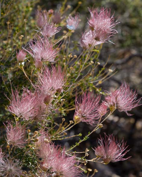 Fairy Duster wildflowers Vermillion Cliffs Arizona