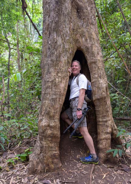 Hollow in a tree Khuean Srinagarindra National Park Kanchanaburi Thailand