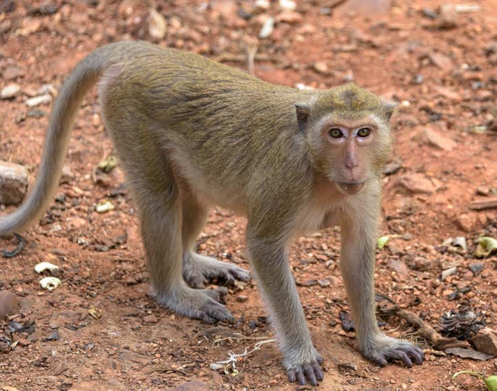 On all fours - a long tailed monkey in Kanchanaburi Thailand