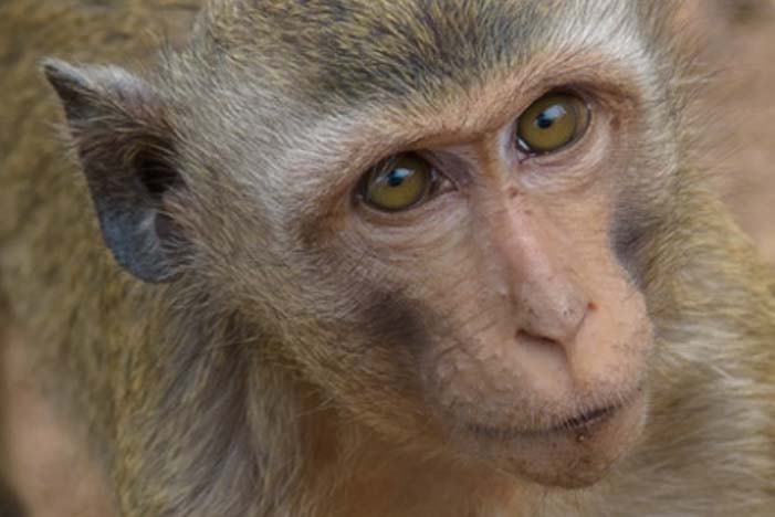 Long Tail monkey face Kanchanaburi Thailand