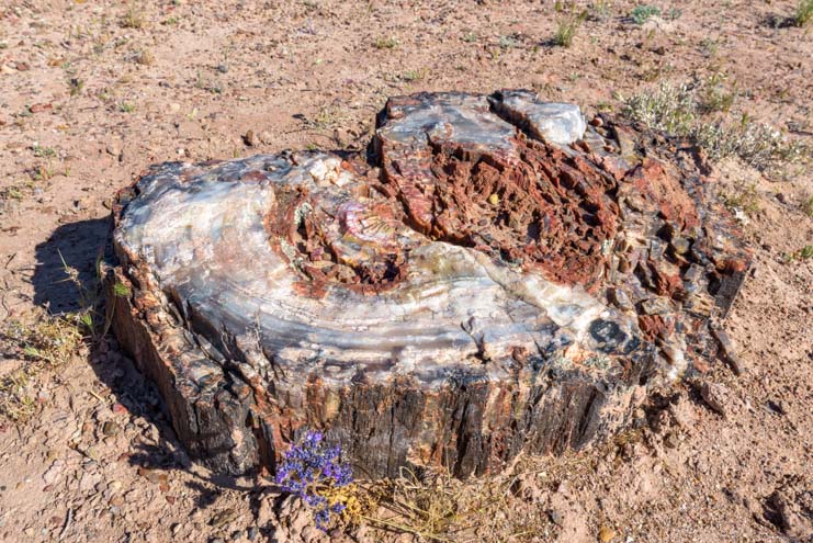 Wildflowers with petrified wood tree stump Petrified Forest National Park Arizona Jasper Forest
