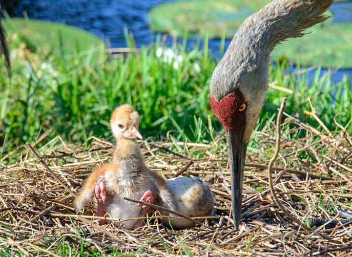 Sandhill crane with chick in nest Sarasota Florida